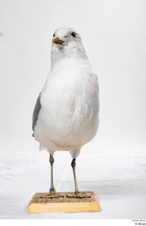 Common gull Larus Canus whole body 0003.jpg